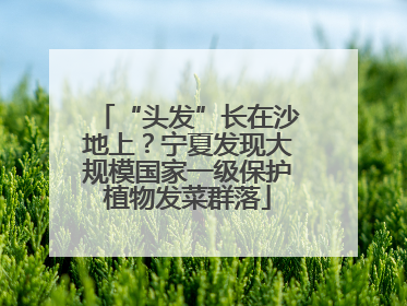 “头发”长在沙地上？宁夏发现大规模国家一级保护植物发菜群落