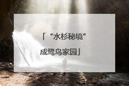 “水杉秘境”成鹭鸟家园
