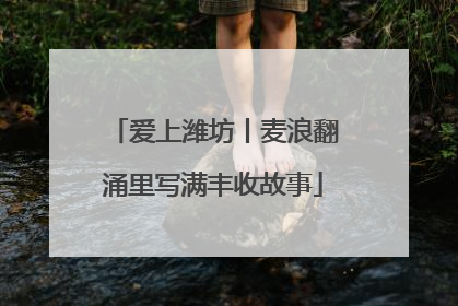 爱上潍坊丨麦浪翻涌里写满丰收故事