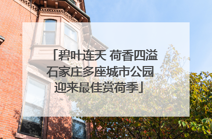 碧叶连天 荷香四溢 石家庄多座城市公园迎来最佳赏荷季
