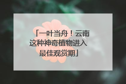 一叶当舟！云南这种神奇植物进入最佳观赏期
