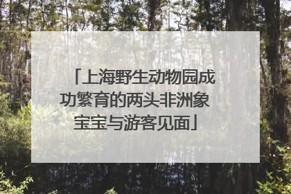 上海野生动物园成功繁育的两头非洲象宝宝与游客见面
