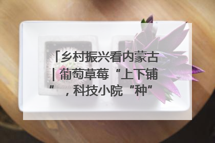 乡村振兴看内蒙古｜葡萄草莓“上下铺”，科技小院“种”出三倍效益