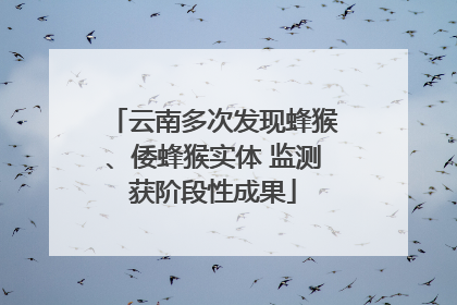云南多次发现蜂猴、倭蜂猴实体 监测获阶段性成果