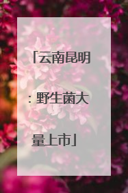 云南昆明：野生菌大量上市