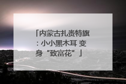 内蒙古扎赉特旗：小小黑木耳 变身“致富花”