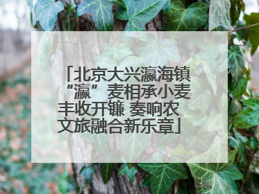 北京大兴瀛海镇“瀛”麦相承小麦丰收开镰 奏响农文旅融合新乐章