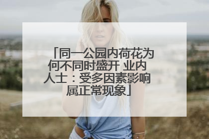 同一公园内荷花为何不同时盛开 业内人士：受多因素影响 属正常现象