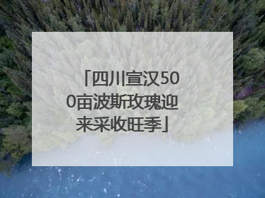 四川宣汉500亩波斯玫瑰迎来采收旺季