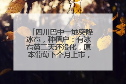 四川巴中一地突降冰雹，种植户：有冰雹第二天还没化，原本葡萄下个月上市，现在全被打落