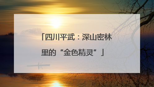 四川平武：深山密林里的“金色精灵”