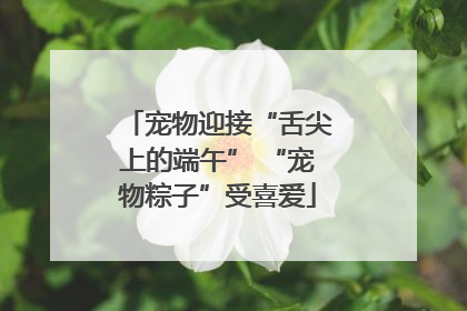 宠物迎接“舌尖上的端午” “宠物粽子”受喜爱