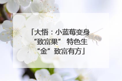 大悟：小蓝莓变身“致富果” 特色生“金”致富有方