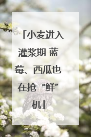 小麦进入灌浆期 蓝莓、西瓜也在抢“鲜”机