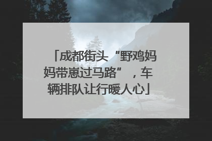 成都街头“野鸡妈妈带崽过马路”，车辆排队让行暖人心