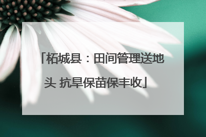 柘城县：田间管理送地头 抗旱保苗保丰收