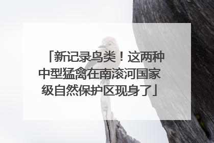 新记录鸟类！这两种中型猛禽在南滚河国家级自然保护区现身了