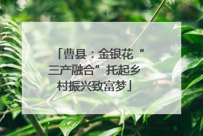 曹县：金银花“三产融合”托起乡村振兴致富梦