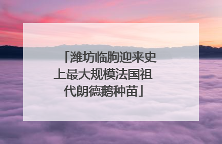 潍坊临朐迎来史上最大规模法国祖代朗德鹅种苗