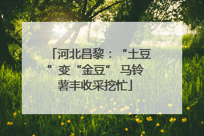 河北昌黎：“土豆”变“金豆” 马铃薯丰收采挖忙