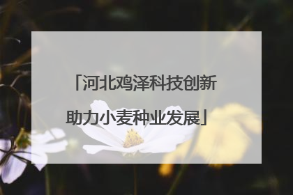 河北鸡泽科技创新助力小麦种业发展