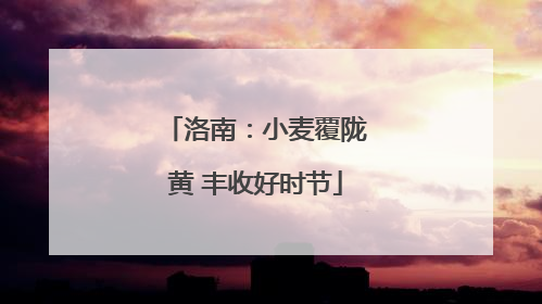 洛南：小麦覆陇黄 丰收好时节