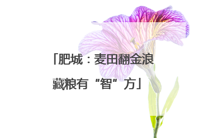 肥城：麦田翻金浪藏粮有“智”方
