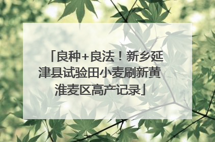 良种+良法！新乡延津县试验田小麦刷新黄淮麦区高产记录