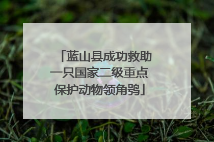 蓝山县成功救助一只国家二级重点保护动物领角鸮