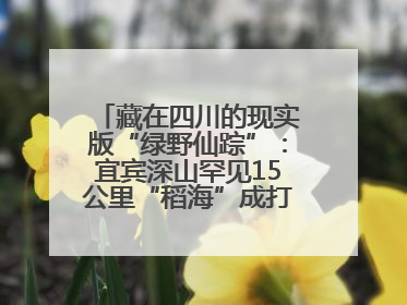藏在四川的现实版“绿野仙踪”：宜宾深山罕见15公里“稻海”成打卡新地标