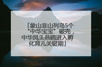 象山韭山列岛5个“中华宝宝”破壳，中华凤头燕鸥进入孵化育儿关键期