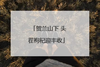 贺兰山下 头茬枸杞迎丰收
