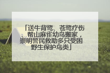 送牛背鹭、苍鹭疗伤、帮山麻雀幼鸟搬家，崇明警民救助多只受困野生保护鸟类