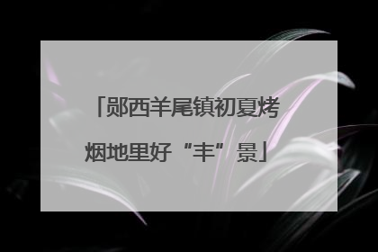 郧西羊尾镇初夏烤烟地里好“丰”景