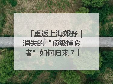 重返上海郊野｜消失的“顶级捕食者”如何归来？