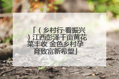 （乡村行·看振兴）江西彭泽千亩黄花菜丰收 金色乡村孕育致富新希望