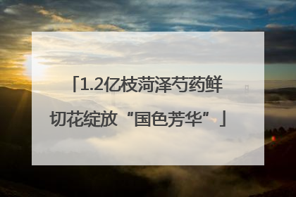1.2亿枝菏泽芍药鲜切花绽放“国色芳华”